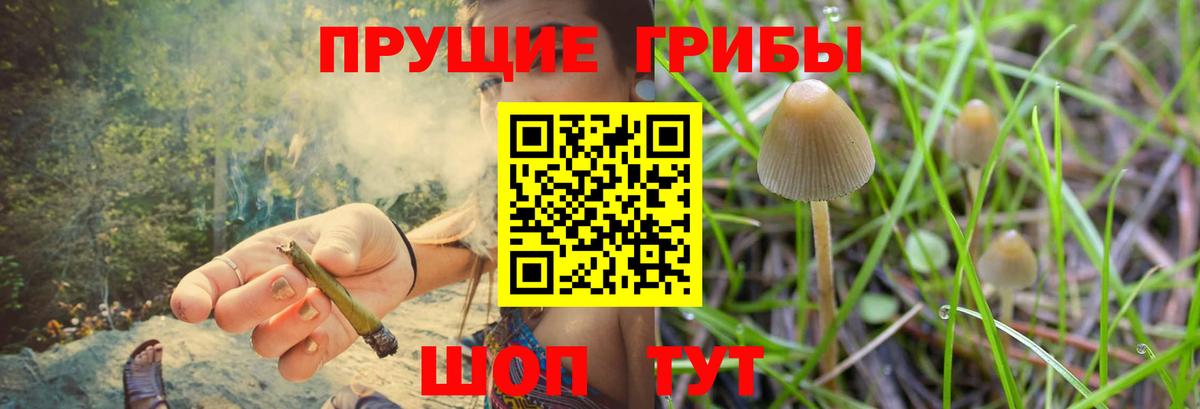 Галлюциногенные грибы Cubensis Кандалакша